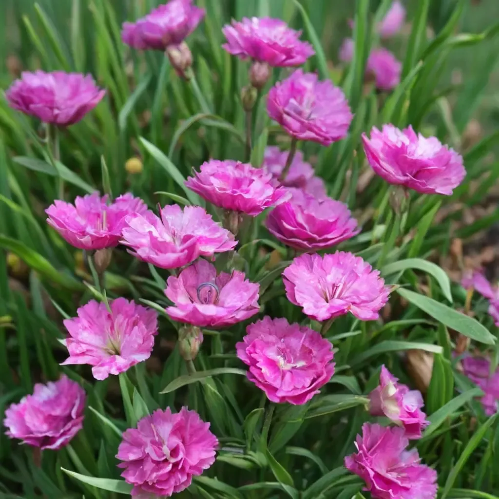 Pink Pom Pom Chinese Pinks