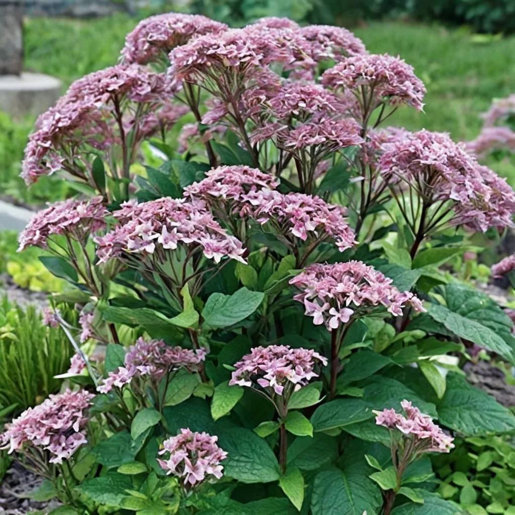 Little Joe Pye Weed