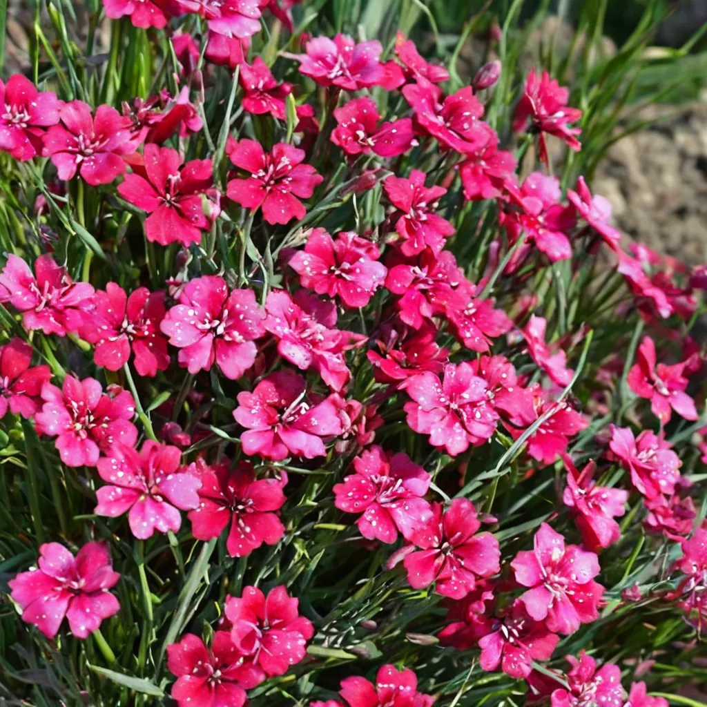 Maiden Pink 'Brilliant'