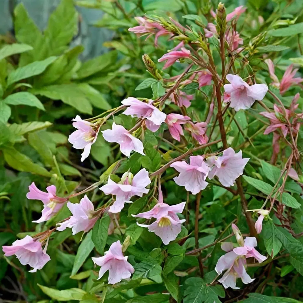 Trailing Incarvillea