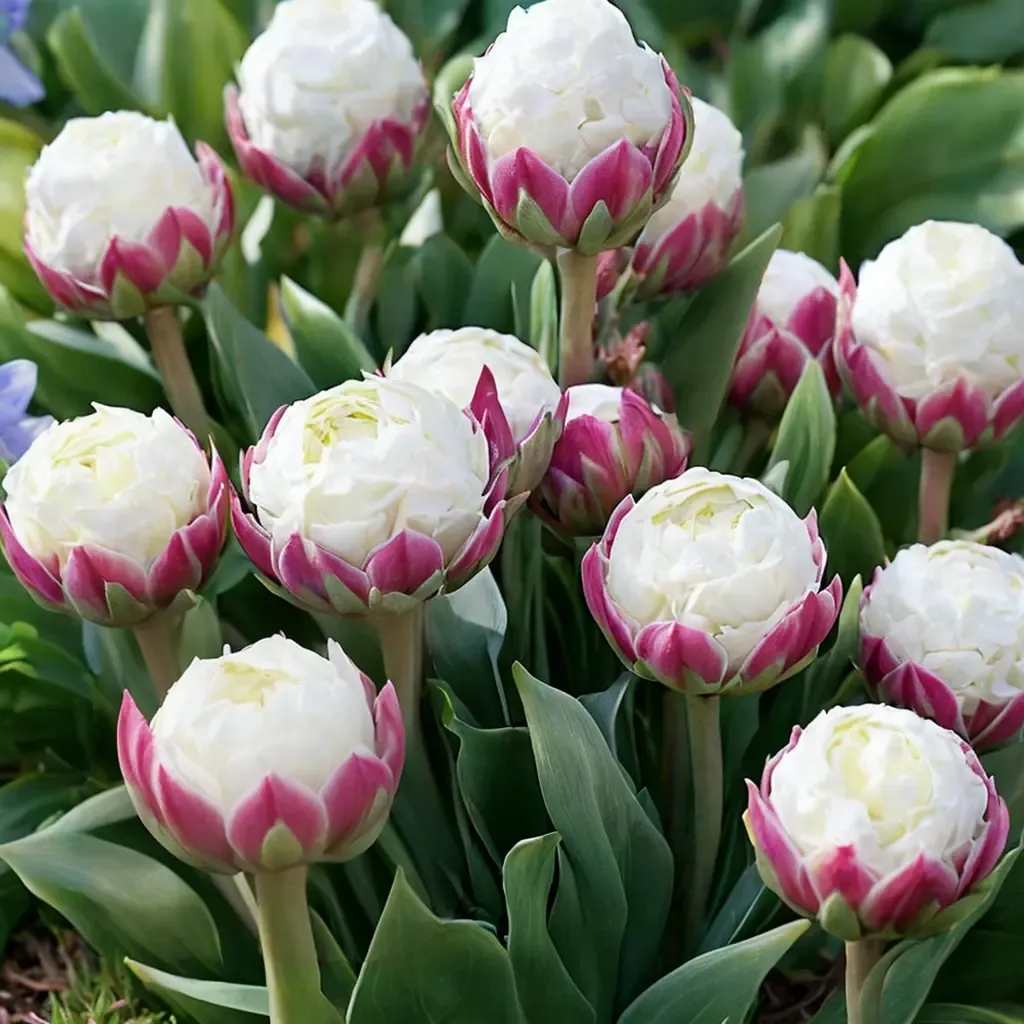 Ice Cream Tulip