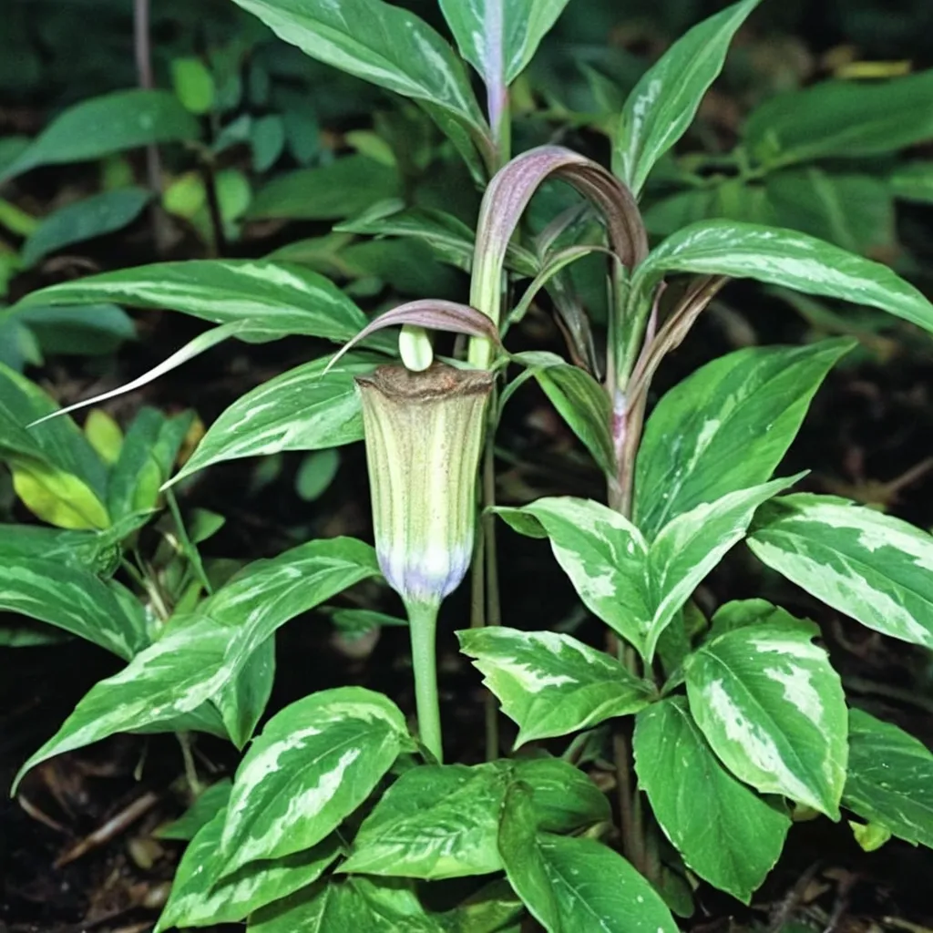 Jack Frost Cobra Lily