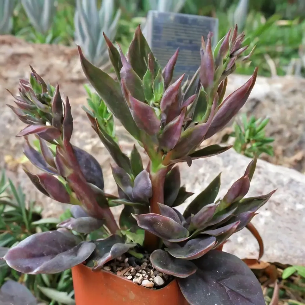 Echeveria Black Prince
