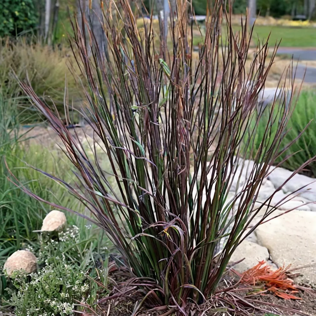 Big Bluestem