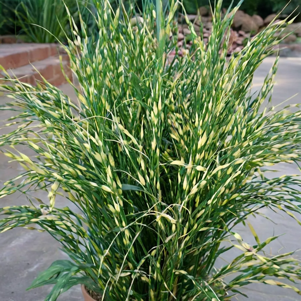 Bandwidth Maiden Grass