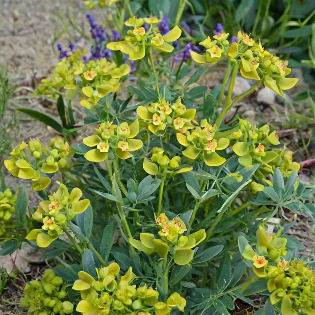 Seguier's Spurge