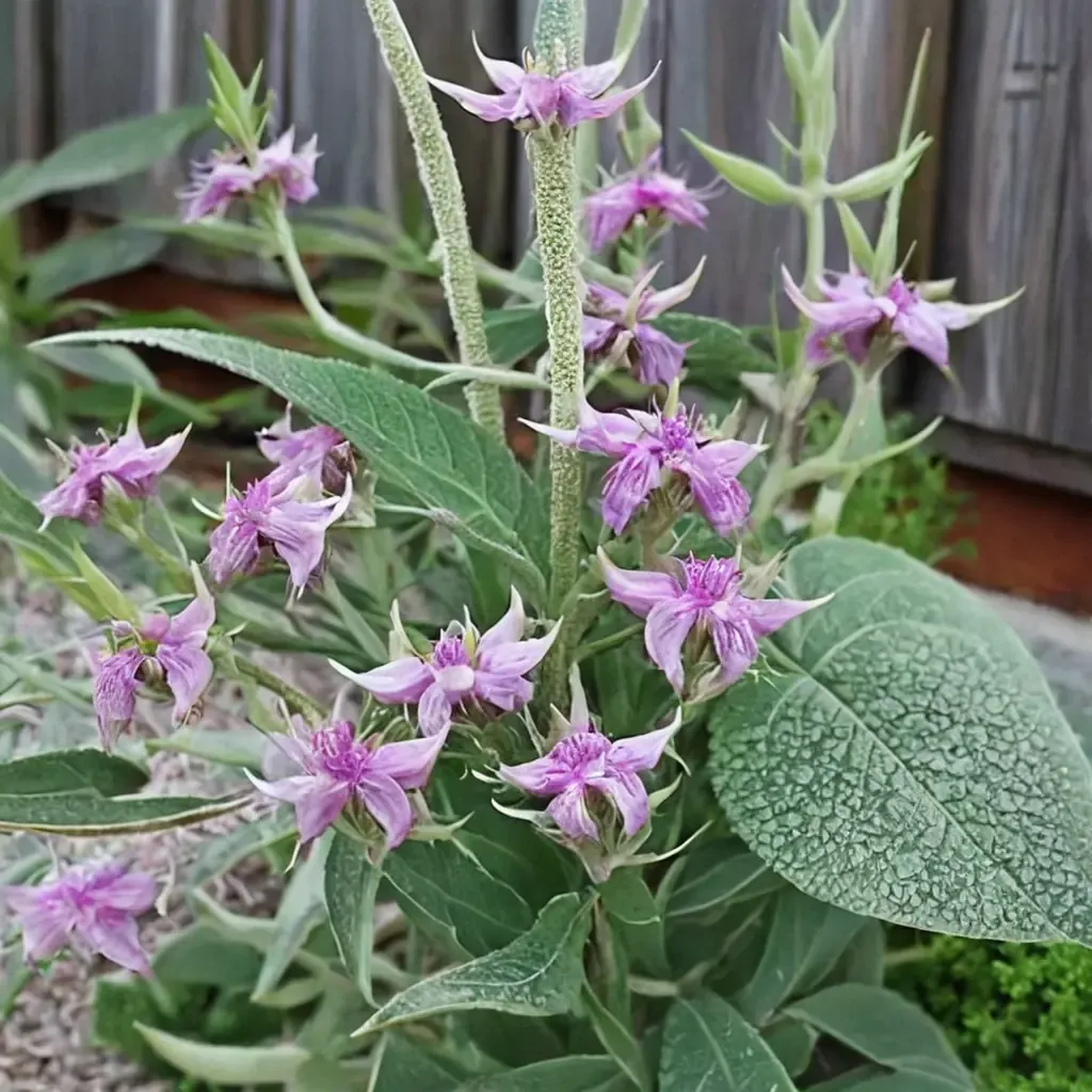 Purple Phlomis