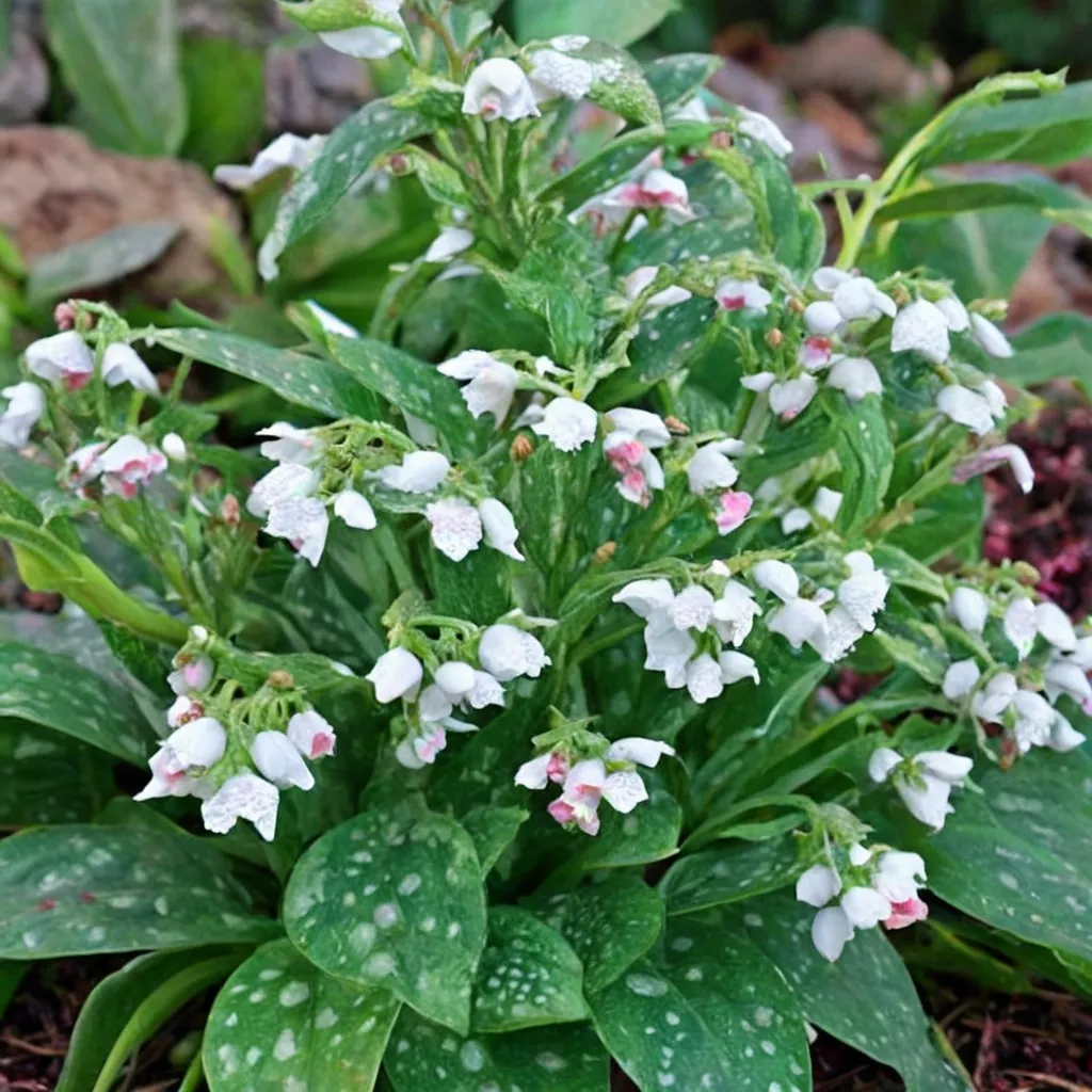 Lungwort 'White Wings'
