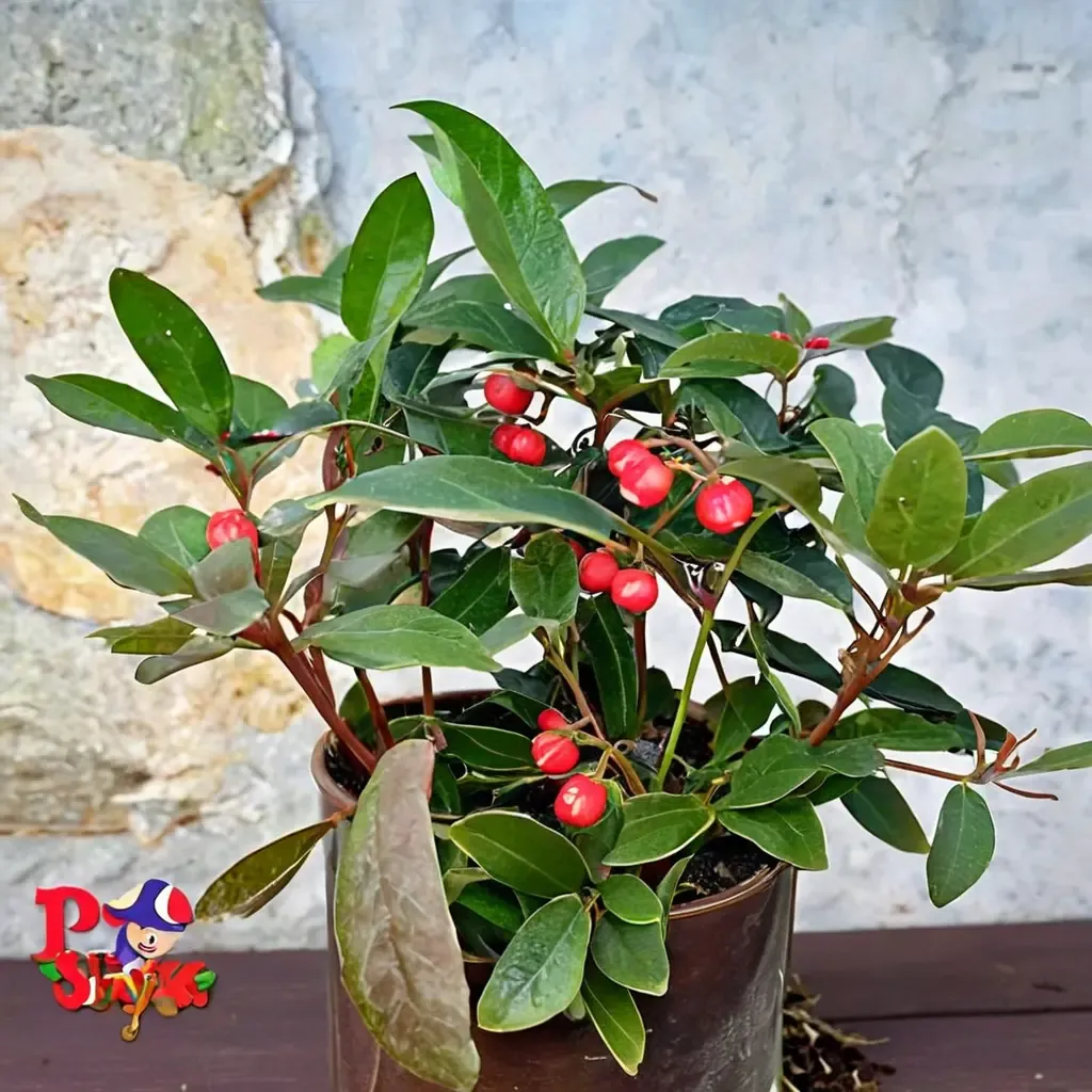 Wintergreen 'Berry Cascade'