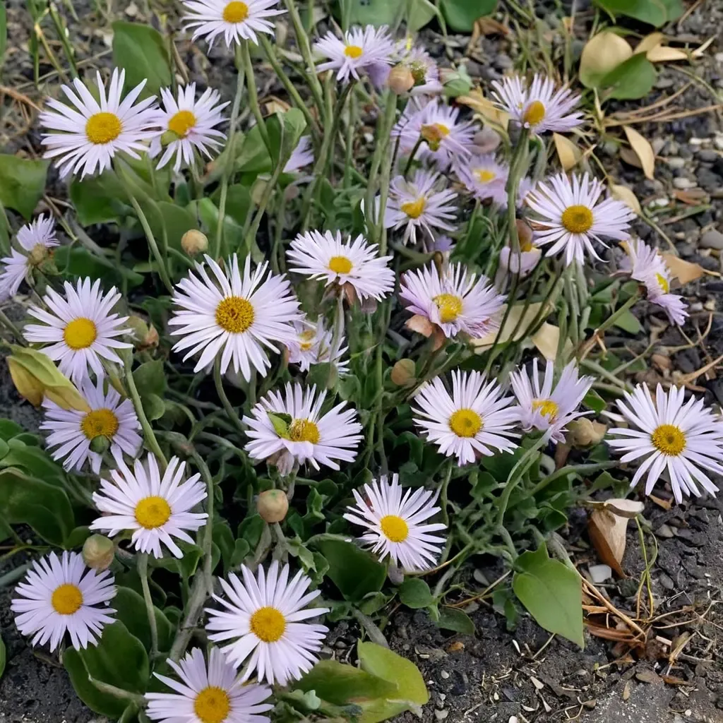 Robin's Plantain 'Meadow Muffin'