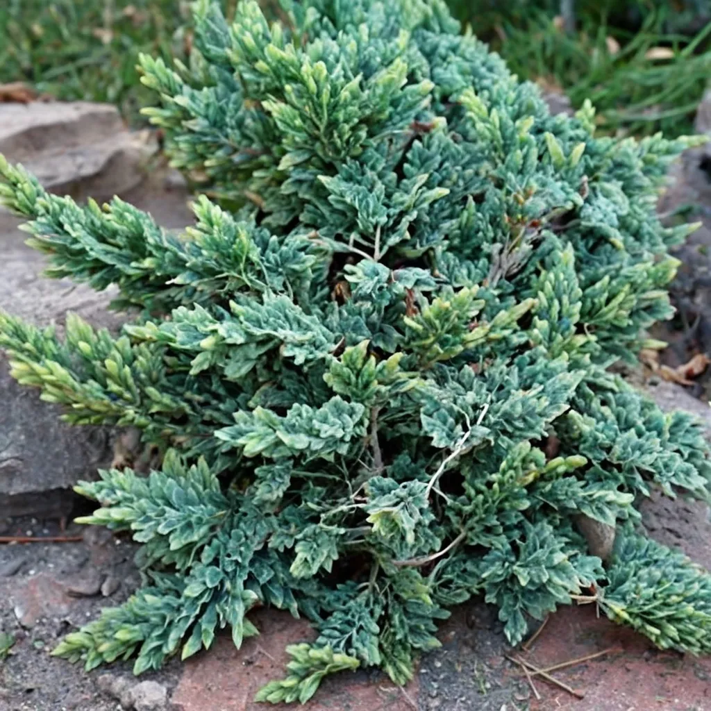 Blue Rug Juniper