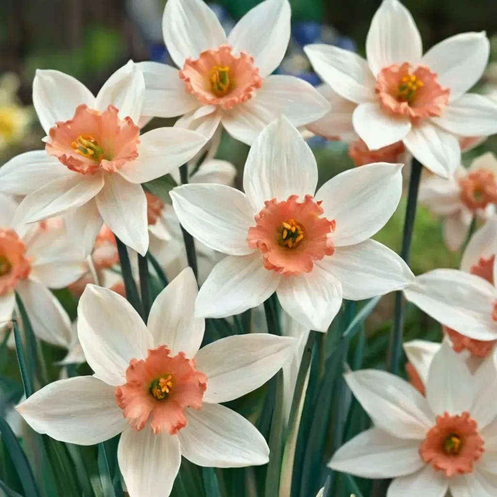 Accent Daffodil