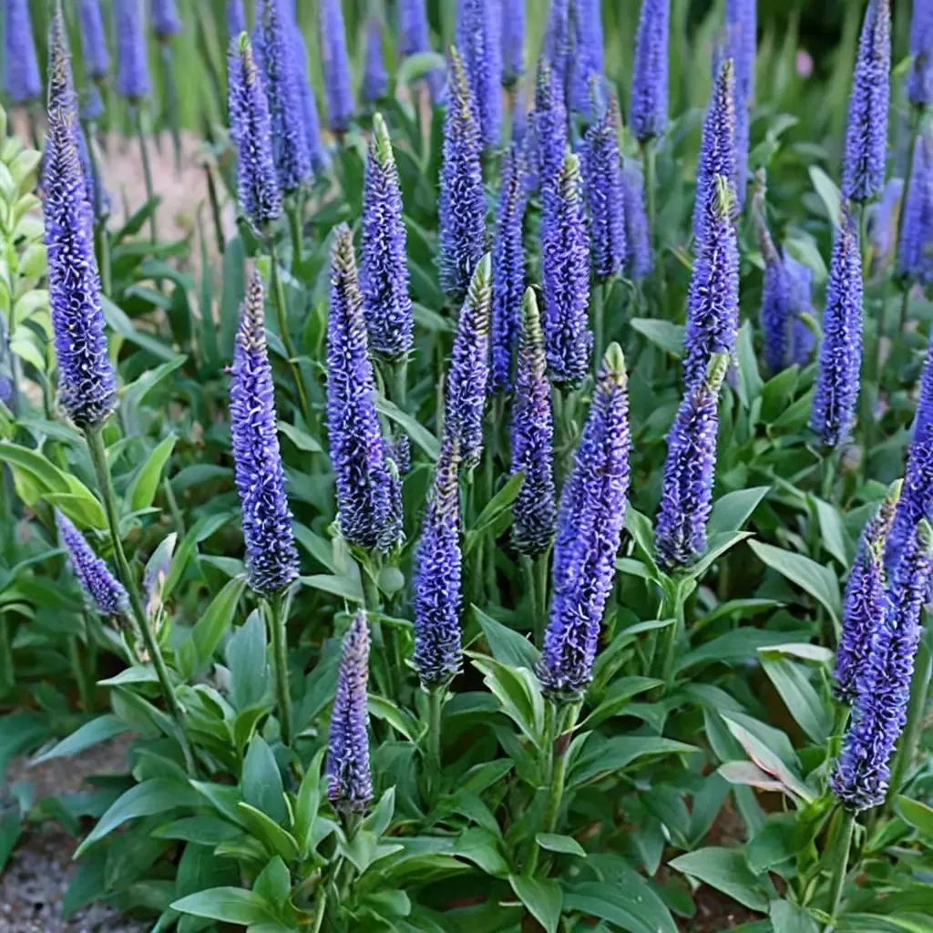 Blue Skywalker Speedwell