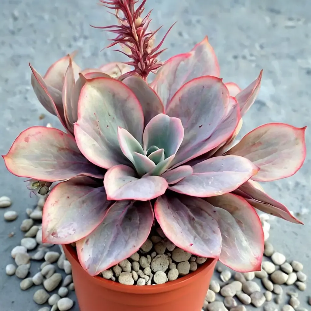 Afterglow Echeveria