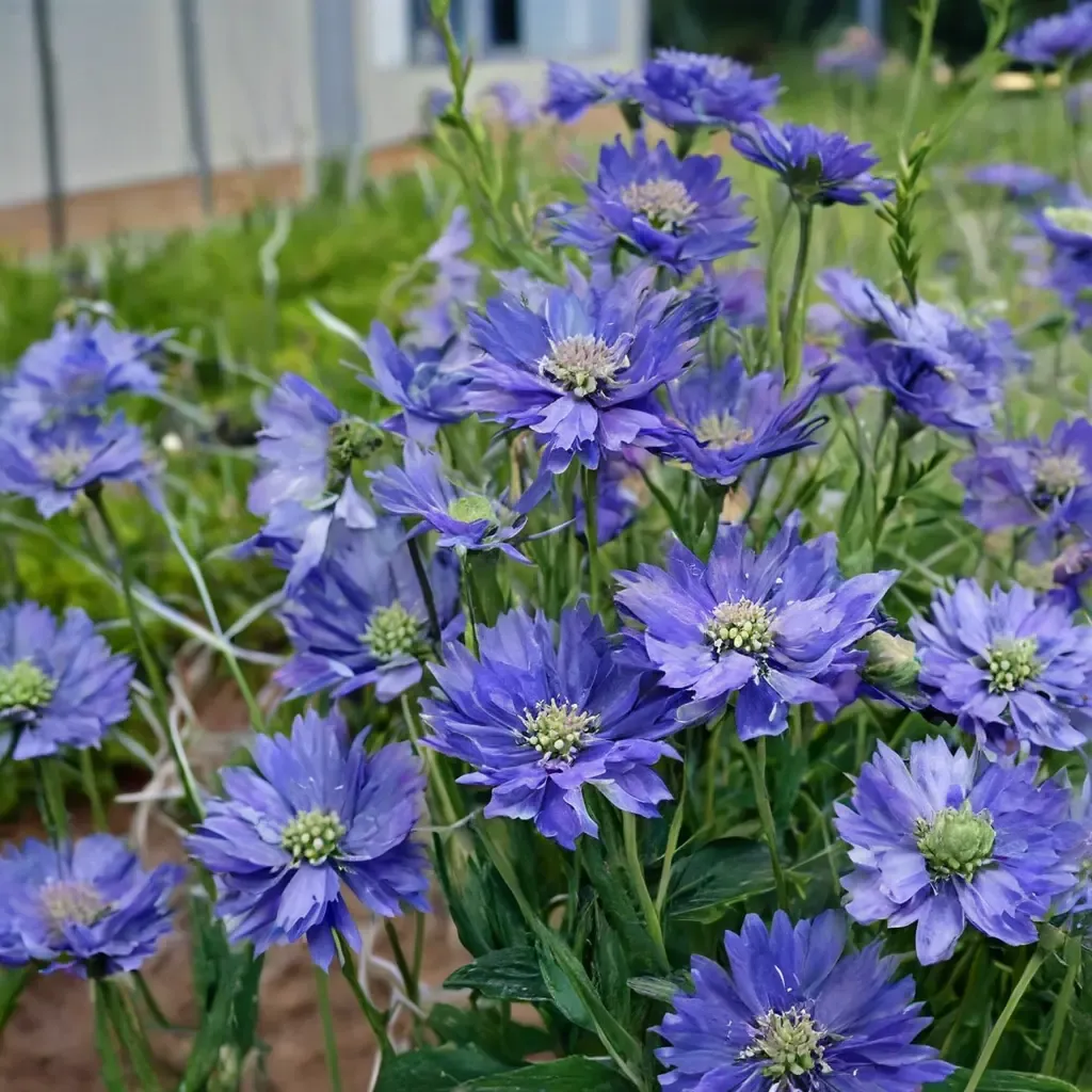 Fama Blue Pincushion Flower
