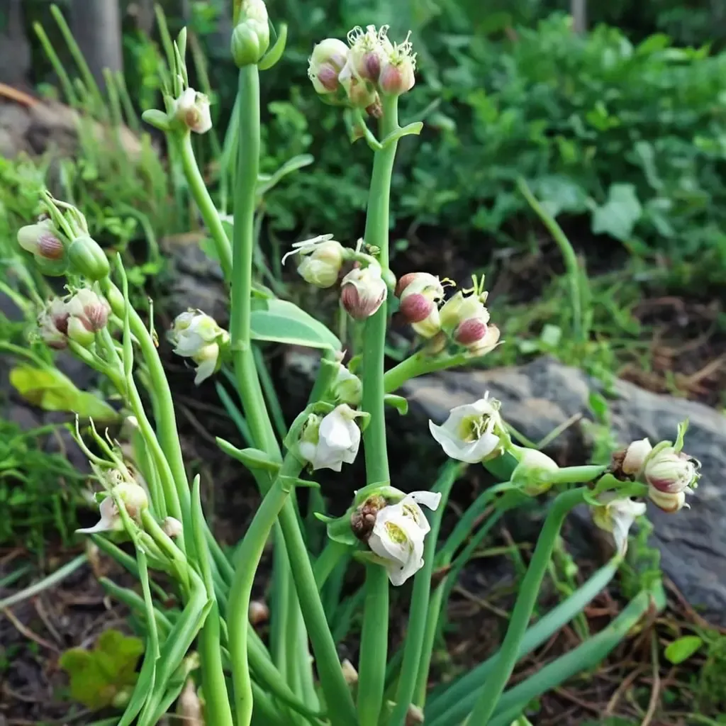 Egyptian Walking Onion
