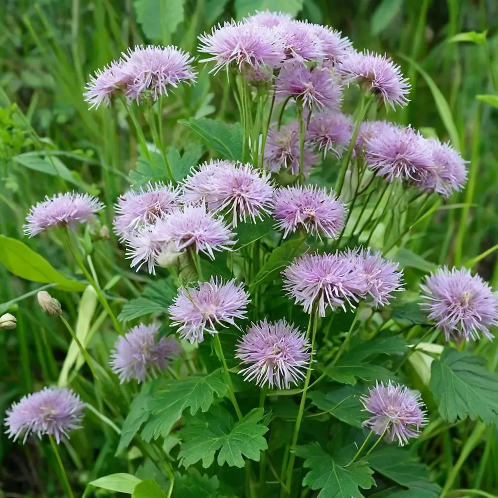 Columbine Meadow Rue