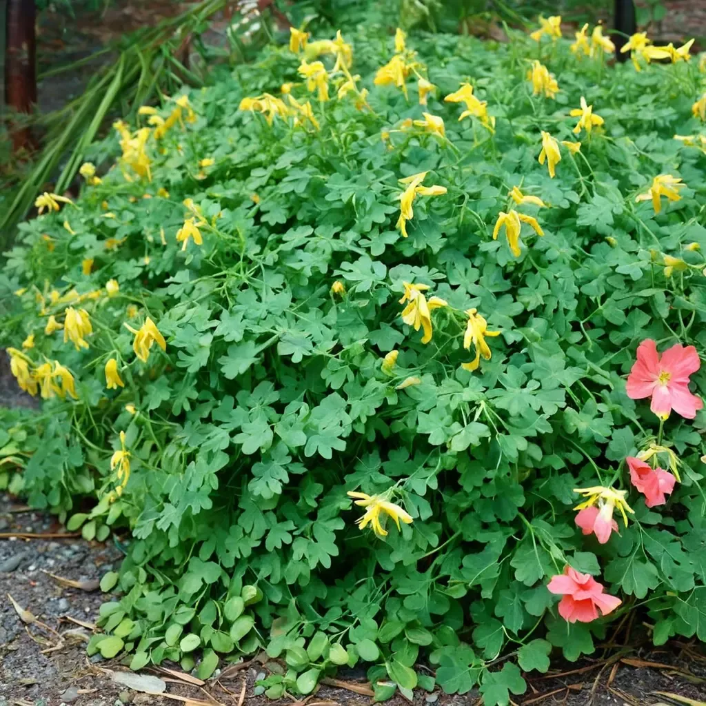 Yellow Corydalis
