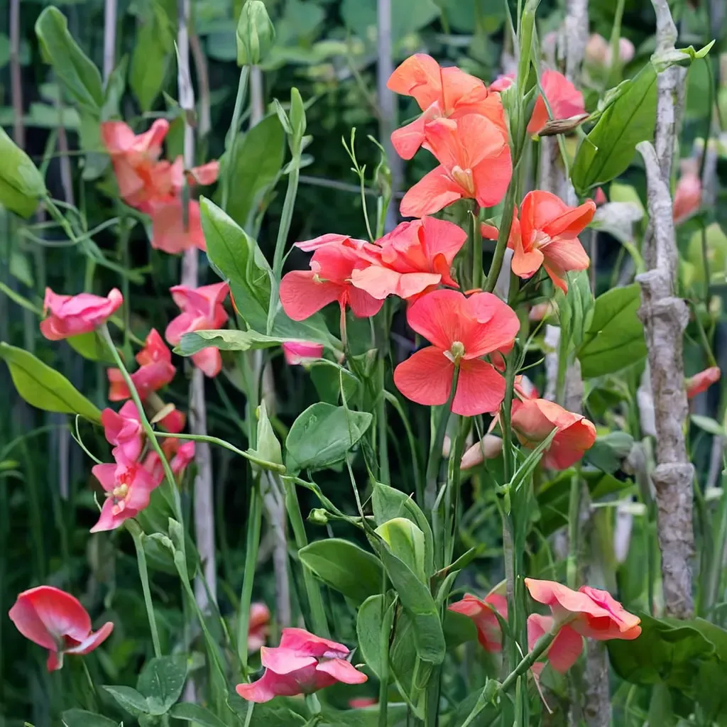 Prince of Orange Sweet Pea