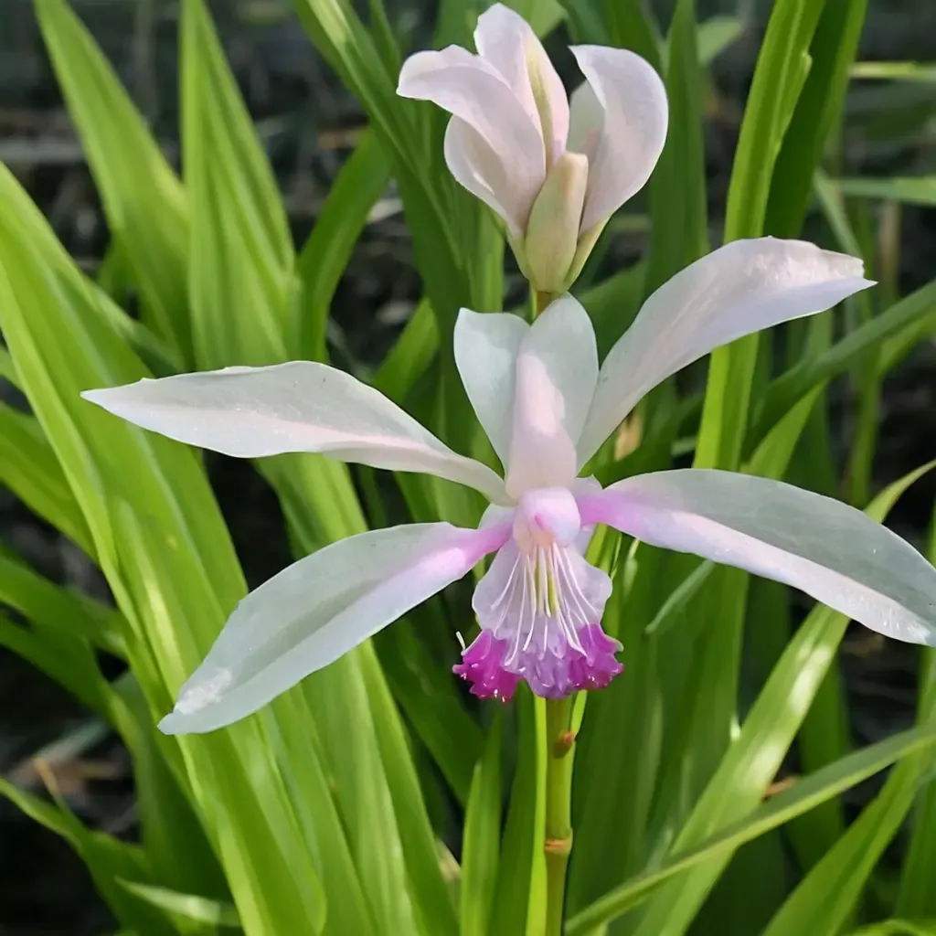 Kuchibeni Bletilla Japanese Ground Orchid
