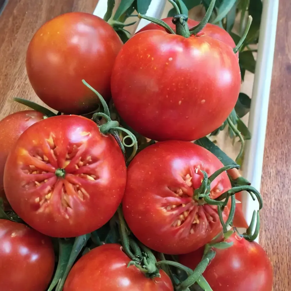 Thessaloniki Tomato