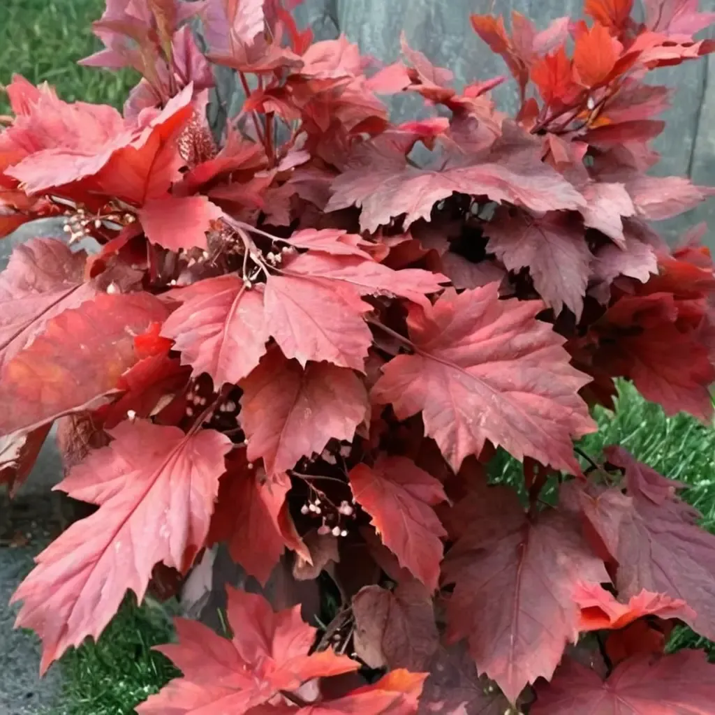 Magma Coral Bell