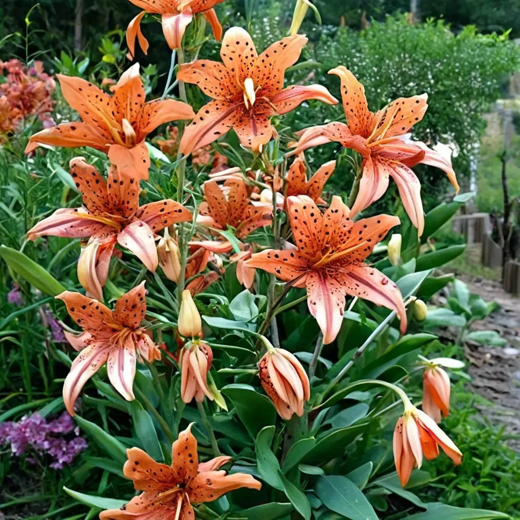 Double Tiger Lily