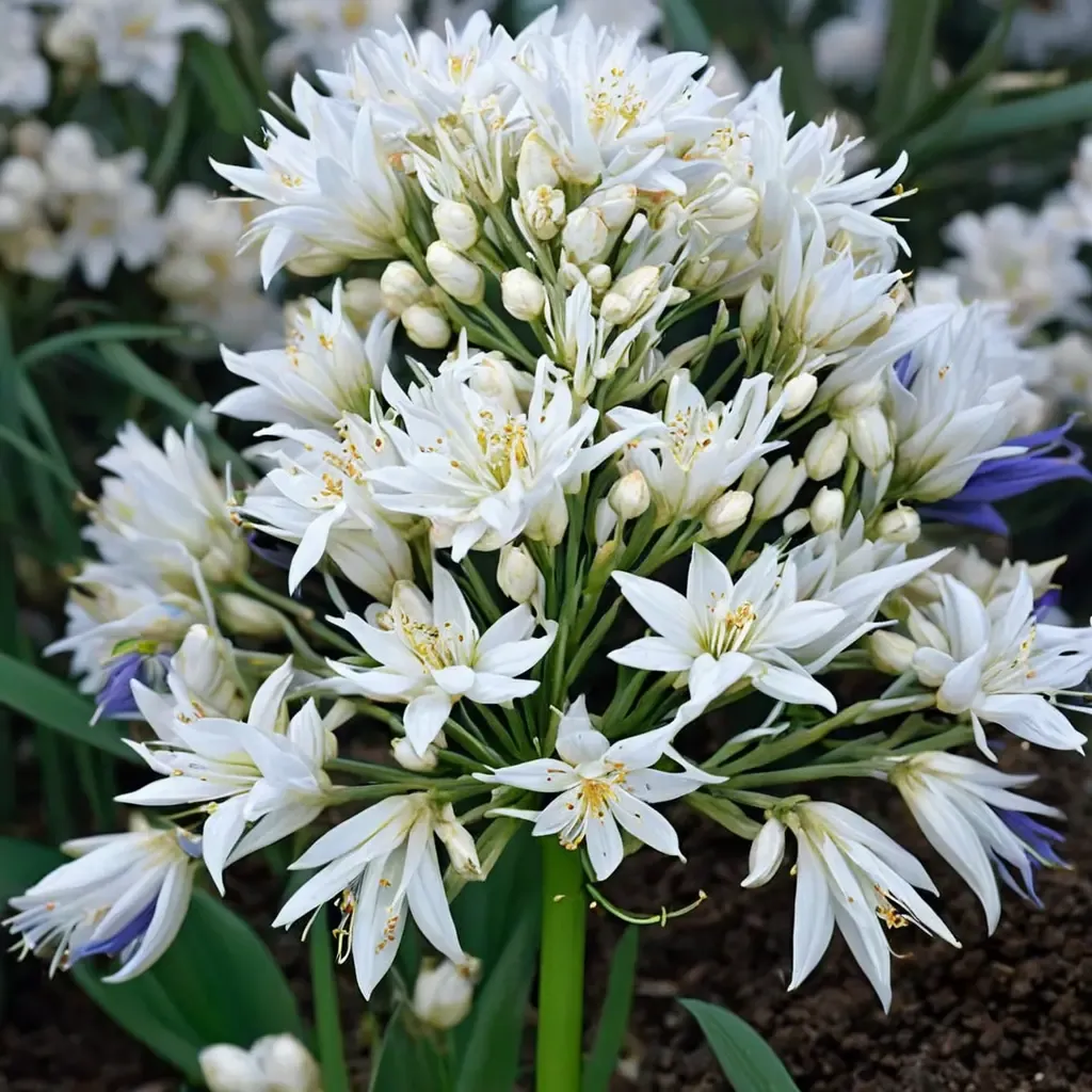 White Heaven Agapanthus African Lily