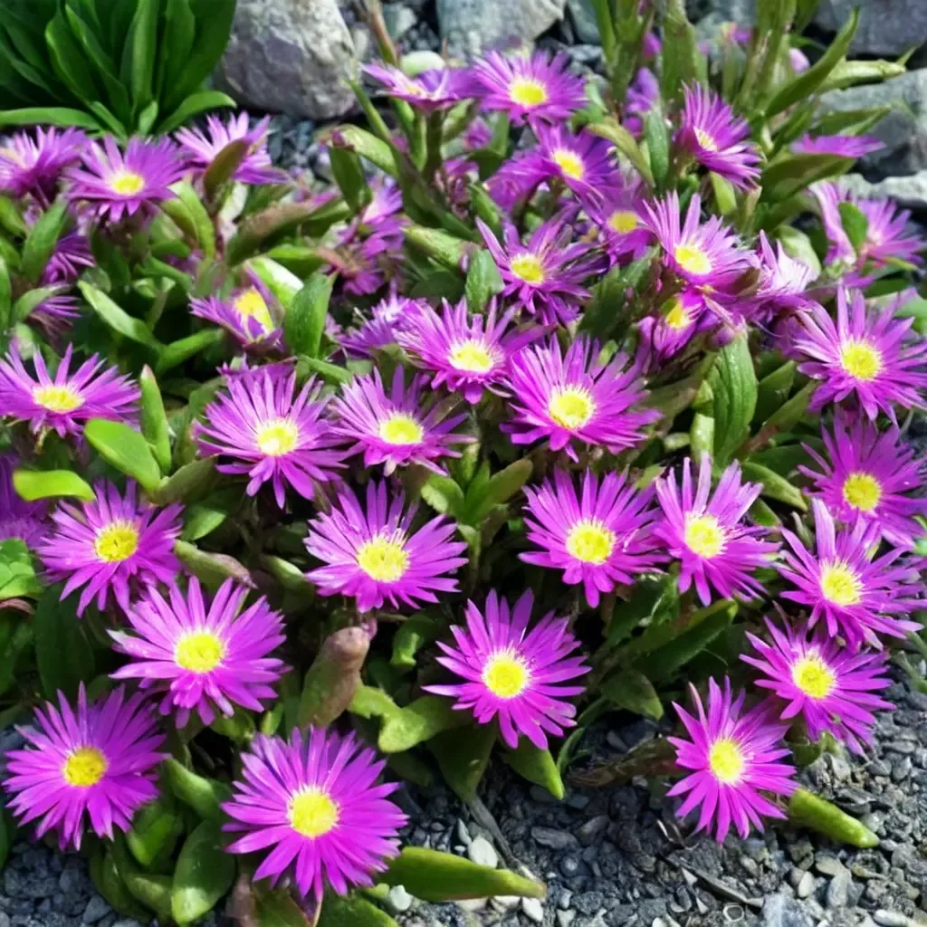 Sutherland's Ice Plant