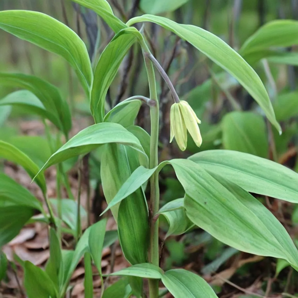 Sessile Bellwort