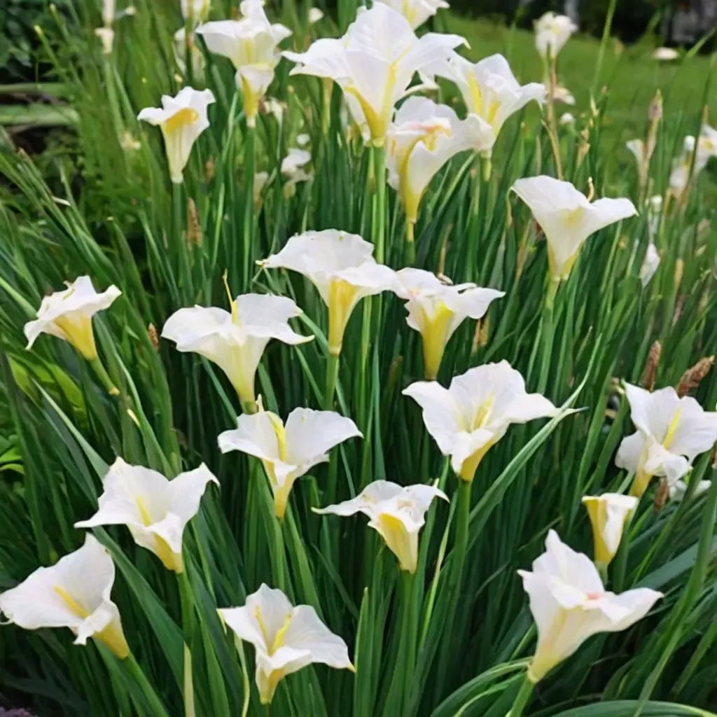 Siberian Iris 'White Swirl'