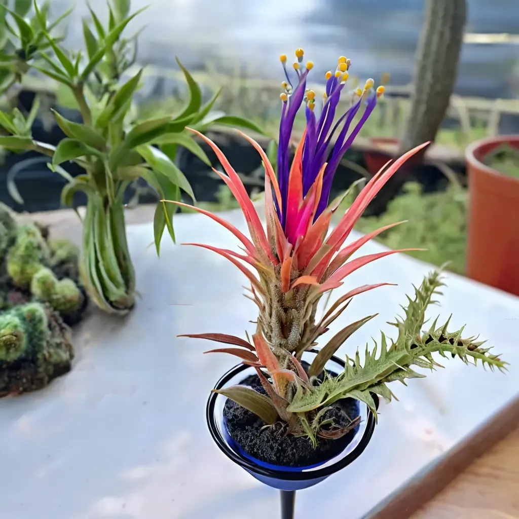 Sky Plant