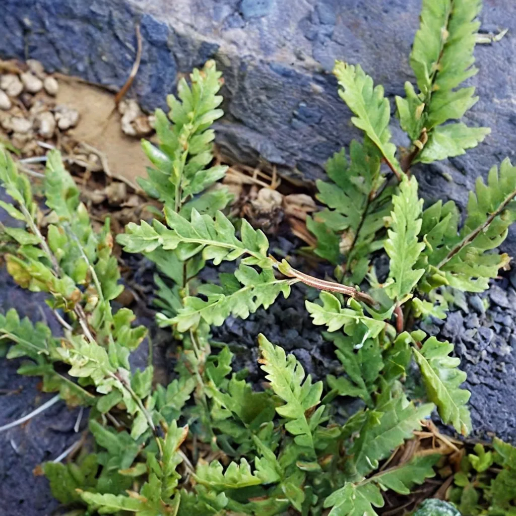 Wright's lip fern