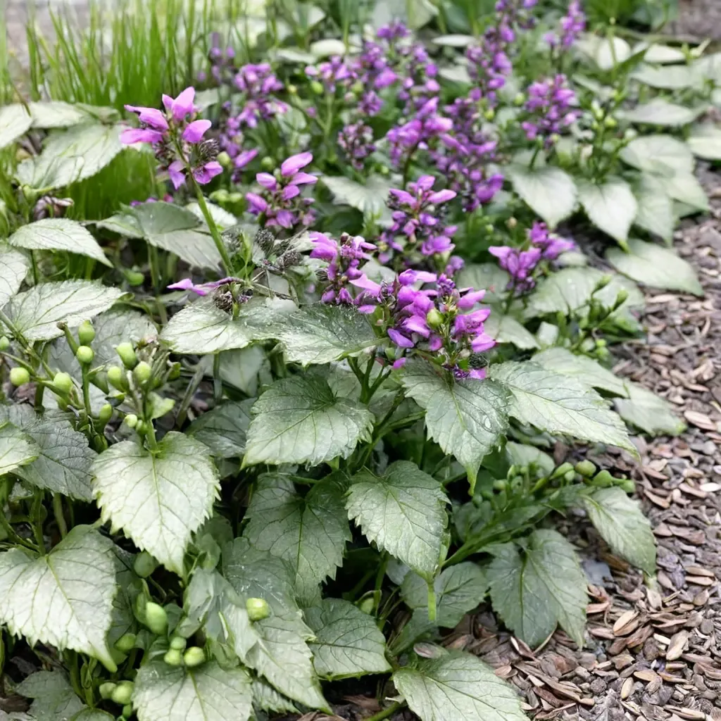 Ghost Spotted Dead Nettle