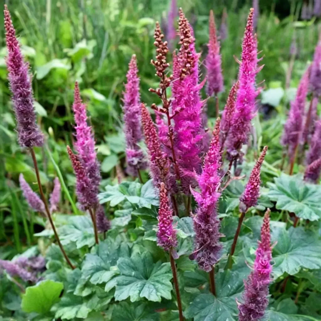 Purple Lance Chinese Astilbe
