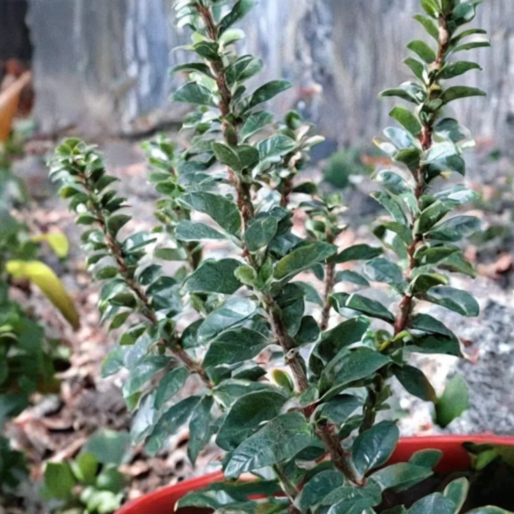 Upright English Ivy