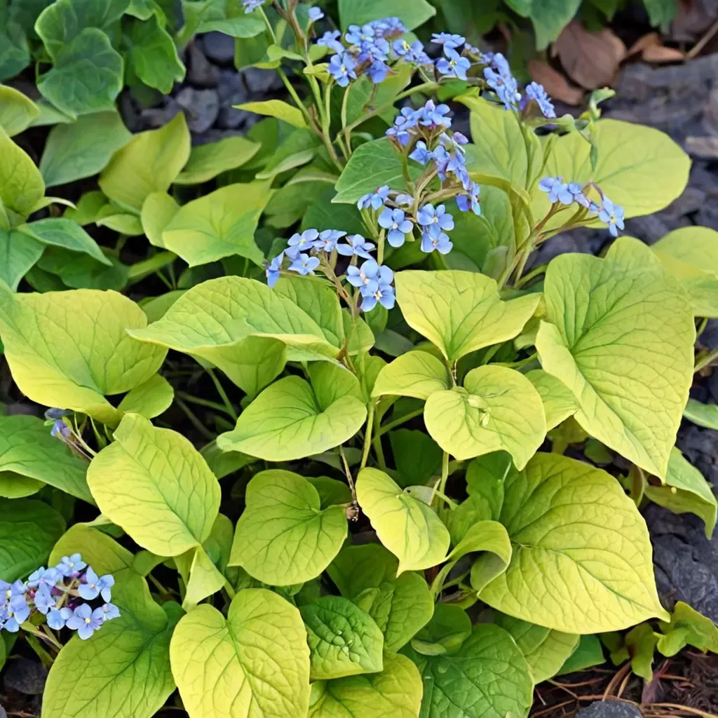 Diane's Gold False Forget-Me-Not