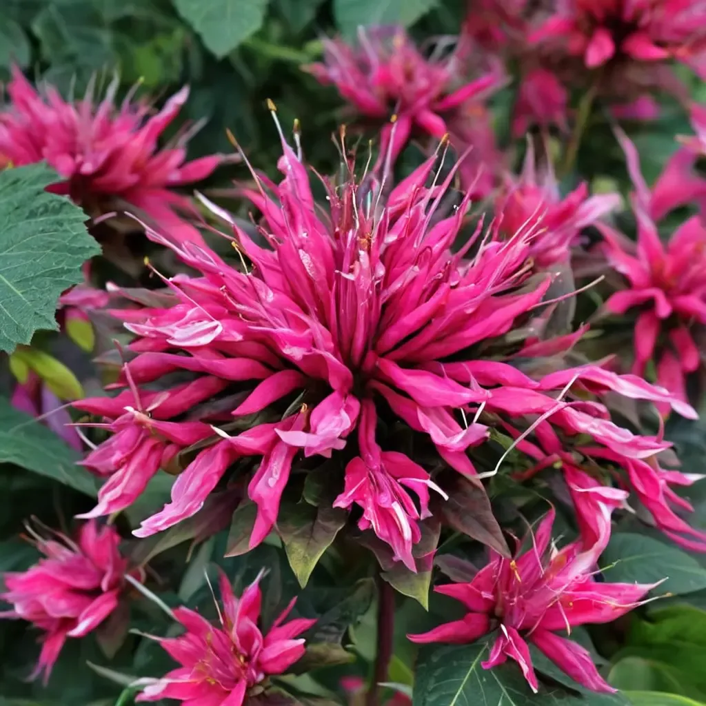 Balmy Rose Bee Balm