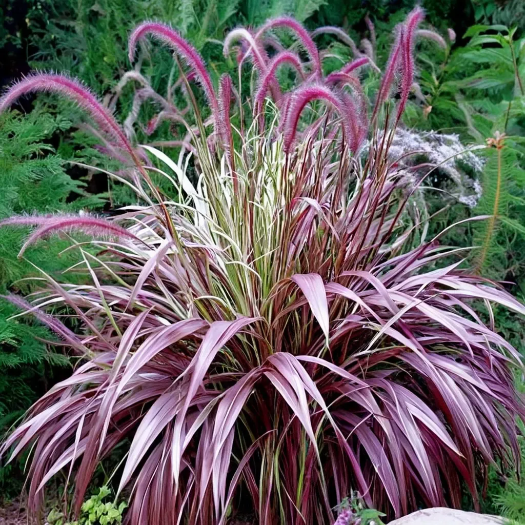 Ornamental Millet 'Cherry Sparkler'