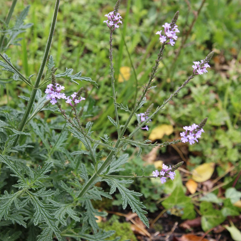 Common Vervain