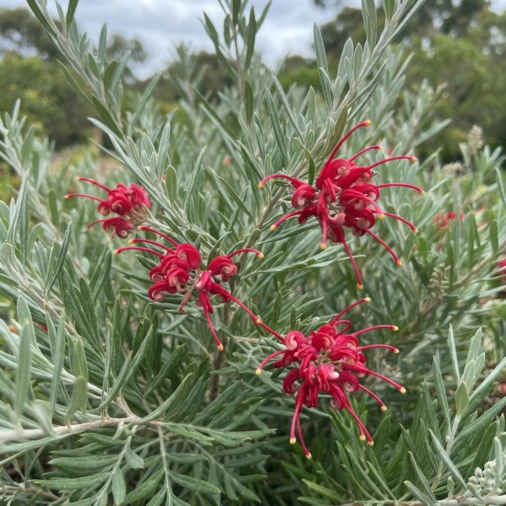 Lavender Grevillea