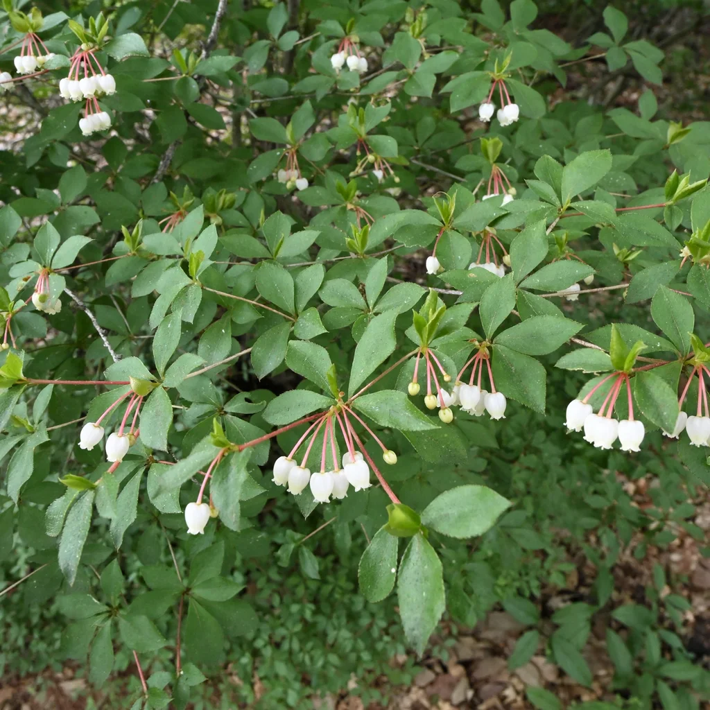 White Enkianthus