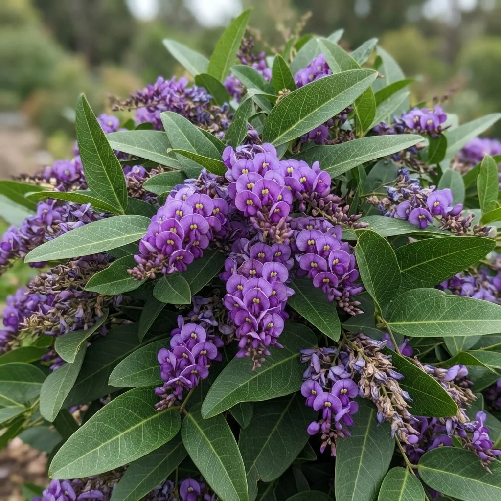Native Sarsaparilla