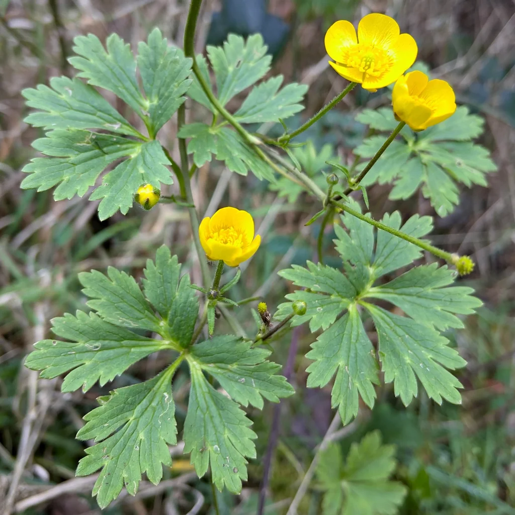 Meadow Buttercup