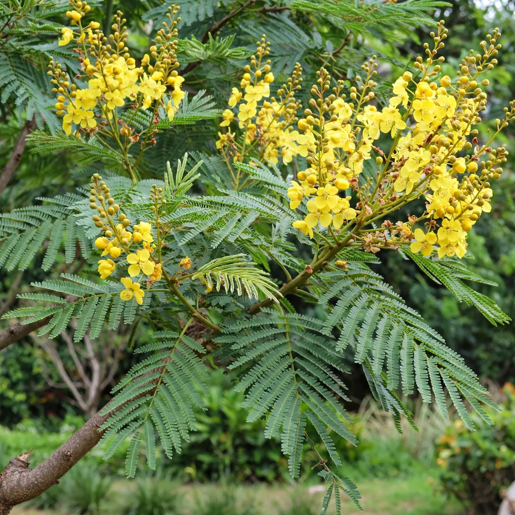 Yellow Poinciana