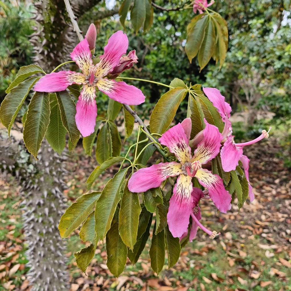 Silk Floss Tree