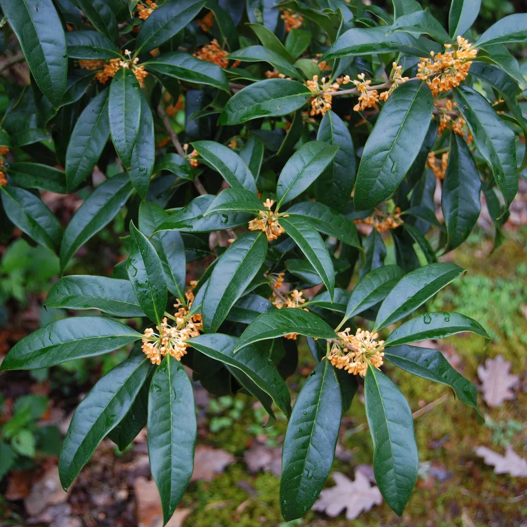 Orange Sweet Olive