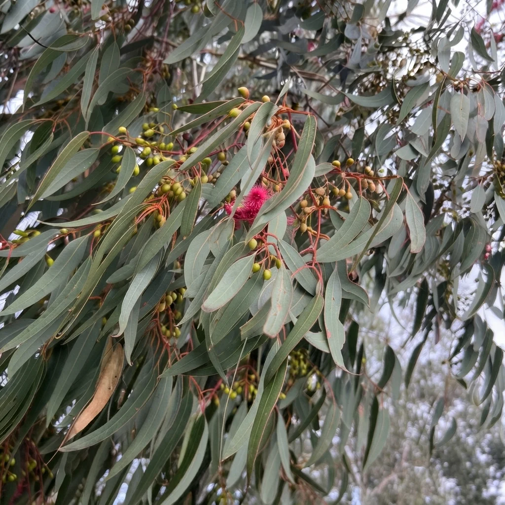 Red Ironbark