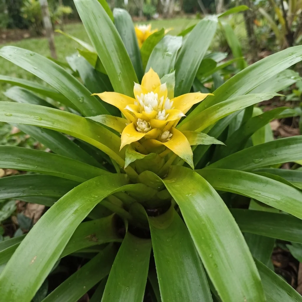 Canistropsis Bromeliad