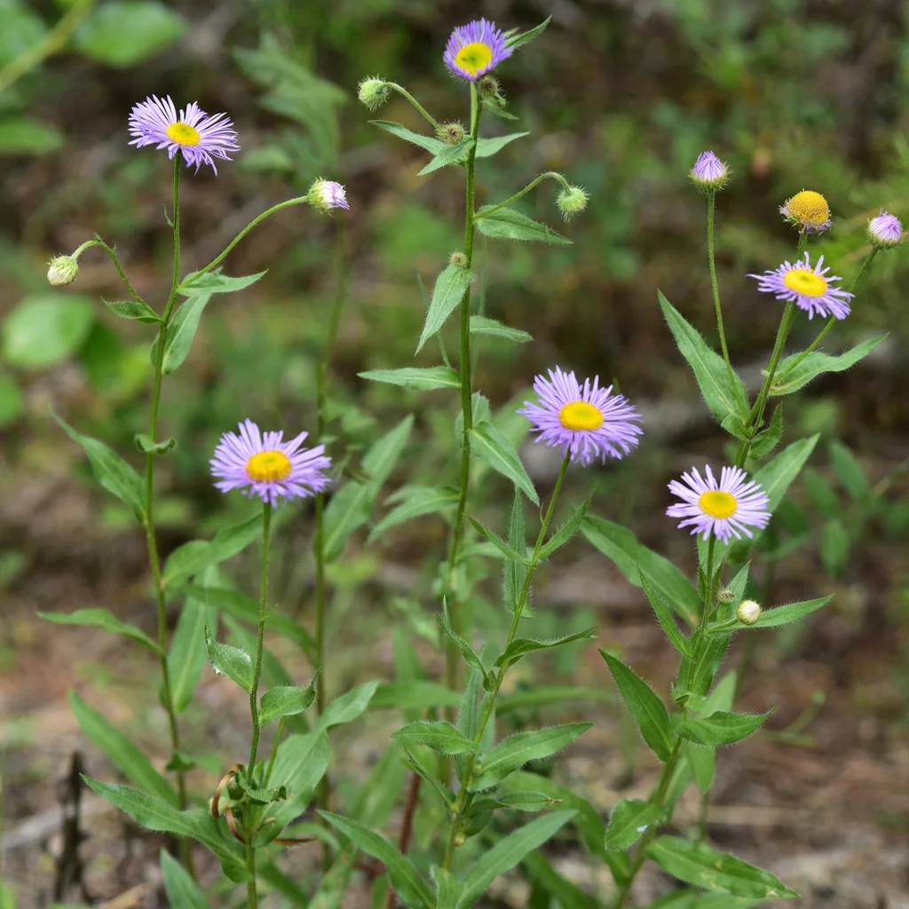 Aspen Fleabane